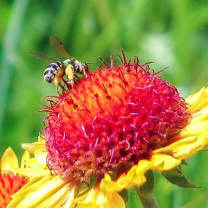 A bee on a blanket flower (Gaillardia) at the PCEI Nature Center