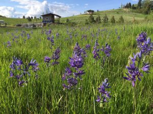 A field of purple camas flowers with the Jim LaFortune Groover and the Artist Studio in the background.