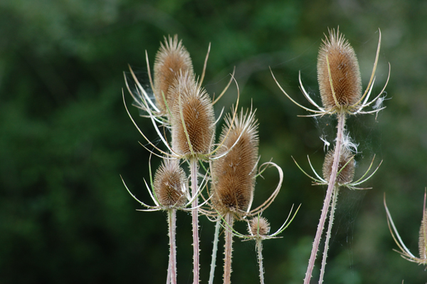 Common teasel (Dipsacus fullonum)