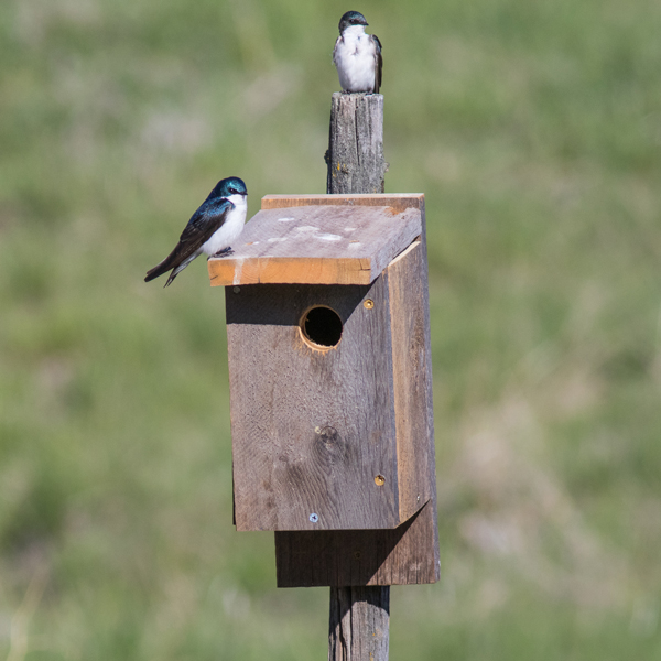 tree swallow nest